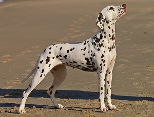 dalmatian