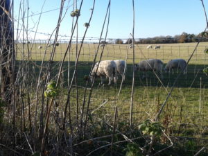 Sheep in a field