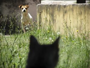 cat and dog looking nervous